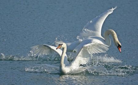 Labodi na Šoštanjskem jezeru
